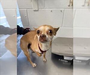 Chihuahua Dogs for adoption in San Bernardino, CA, USA
