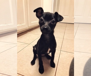 Medium Photo #1 Chihuahua Puppy For Sale in Livermore, CA, USA