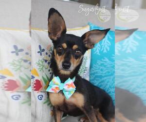 Doxie-Pin Dogs for adoption in Benton, LA, USA