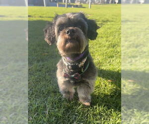 Miniature Schnauzer-Shih Tzu Mix Dogs for adoption in Riverside, CA, USA