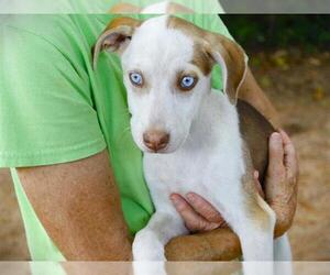 Catahoula Leopard Dog Dogs for adoption in Tallahassee, FL, USA