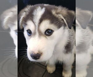 Great Pyrenees-Huskies Mix Dogs for adoption in Lake Forest, CA, USA