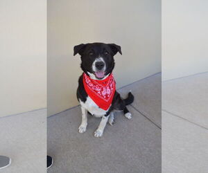 Border Collie-Unknown Mix Dogs for adoption in McKinney, TX, USA
