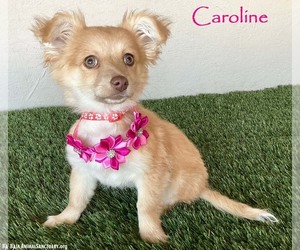 Chiranian Dogs for adoption in San Diego, CA, USA