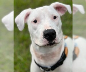 Dogo Argentino Dogs for adoption in Fort Lauderdale, FL, USA