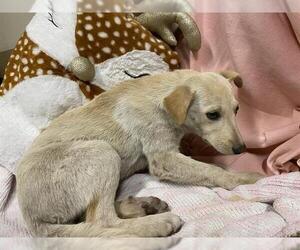 German Shepherd Dog-Unknown Mix Dogs for adoption in Modesto, CA, USA