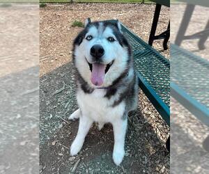 Alaskan Malamute Dogs for adoption in Waterford, VA, USA