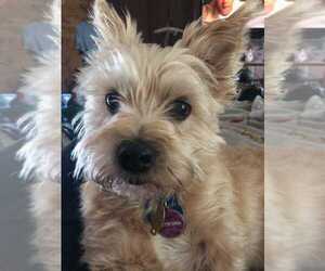 Mutt Dogs for adoption in Cape May, NJ, USA