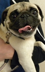 Medium Photo #1 Pug Puppy For Sale in Farmington, MI, USA
