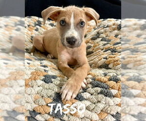 Catahoula Leopard Dog-Unknown Mix Dogs for adoption in Oakhurst, NJ, USA