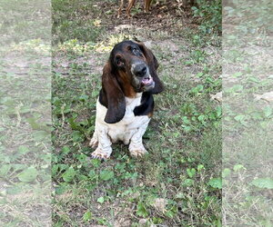 Medium Photo #2 Basset Hound Puppy For Sale in Ball Ground, GA, USA