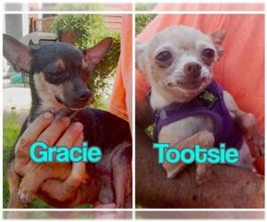 Chihuahua Dogs for adoption in Grovertown, IN, USA