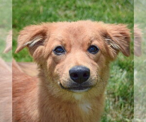 Anatolian Shepherd-Golden Retriever Mix Dogs for adoption in Huntley, IL, USA