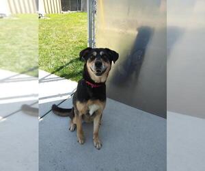 Sheprador Dogs for adoption in Kendallville, IN, USA
