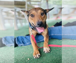 Mutt Dogs for adoption in Clarkesville, GA, USA