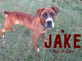 Boxer Dogs for adoption in Great Bend, KS, USA