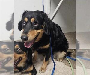 Mutt Dogs for adoption in Bakersfield, CA, USA