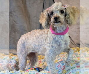Poodle (Miniature) Dogs for adoption in Bon Carbo, CO, USA