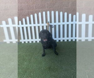 Mutt Dogs for adoption in Modesto, CA, USA