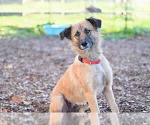 Border Collie-Unknown Mix Dogs for adoption in Santa Cruz, CA, USA