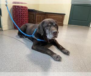 Labrador Retriever Dogs for adoption in Pasadena, CA, USA