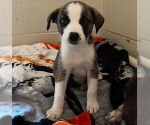 Border Collie Dogs for adoption in Rohnert Park, CA, USA
