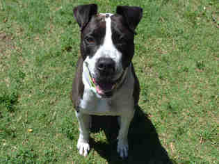 Bullboxer Pit Dogs for adoption in Plano, TX, USA