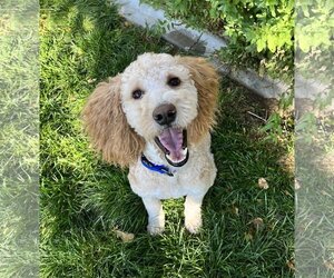 Goldendoodle (Miniature) Dogs for adoption in Sandy, UT, USA