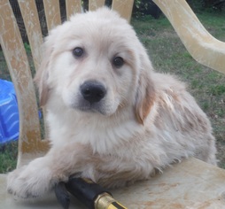 Golden Retriever Dogs for adoption in Commerce, GA, USA