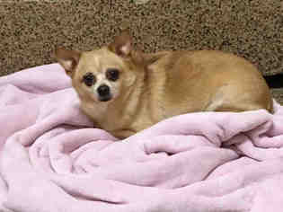 Chihuahua Dogs for adoption in Springfield, MA, USA