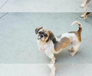 Shih Tzu-Unknown Mix Dogs for adoption in Rancho Cucamonga, CA, USA