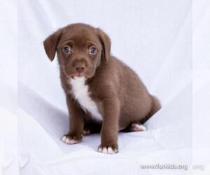 Dachshund Dogs for adoption in Alpharetta, GA, USA