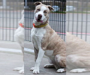 Siberian Husky-Unknown Mix Dogs for adoption in Sacramento, CA, USA