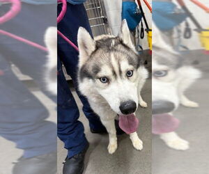 Siberian Husky Dogs for adoption in Forestville, MD, USA