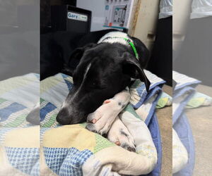 German Shorthaired Pointer-Unknown Mix Dogs for adoption in Overland Park, KS, USA