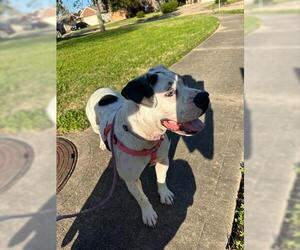 American Pit Bull Terrier-Unknown Mix Dogs for adoption in Houston, TX, USA
