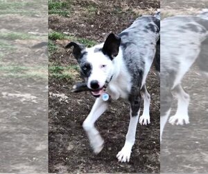 Border Collie-Catahoula Leopard Dog Mix Dogs for adoption in Kankakee, IL, USA