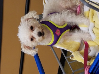 Poodle (Miniature) Dogs for adoption in Marina Del Rey, CA, USA