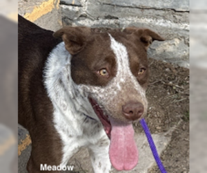 Mutt Dogs for adoption in Las Vegas, NM, USA