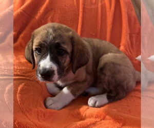 Beagle-Saint Bernard Mix Dogs for adoption in Pottstown, PA, USA