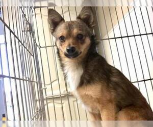 Chihuahua Dogs for adoption in HESPERIA, CA, USA