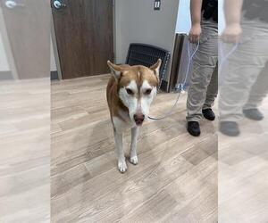 Siberian Husky Dogs for adoption in Pearland, TX, USA