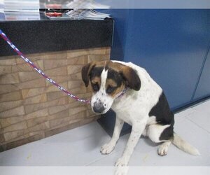 Collie-Unknown Mix Dogs for adoption in Temple, TX, USA