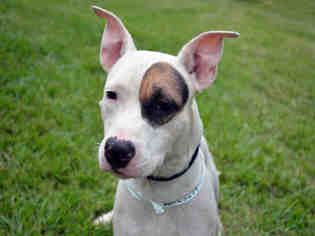 Small American Staffordshire Terrier