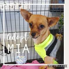 Chug Dogs for adoption in Mesa, AZ, USA