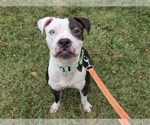 American Pit Bull Terrier-Unknown Mix Dogs for adoption in Millersville, MD, USA