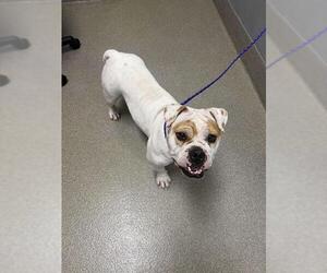 Bulldog-Unknown Mix Dogs for adoption in Las Vegas, NV, USA