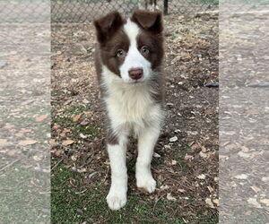 Border Collie Dogs for adoption in Lake Elsinore, CA, USA