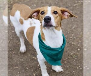 Mutt Dogs for adoption in San Antonio, TX, USA