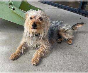 Silky Terrier Dogs for adoption in Denver, CO, USA